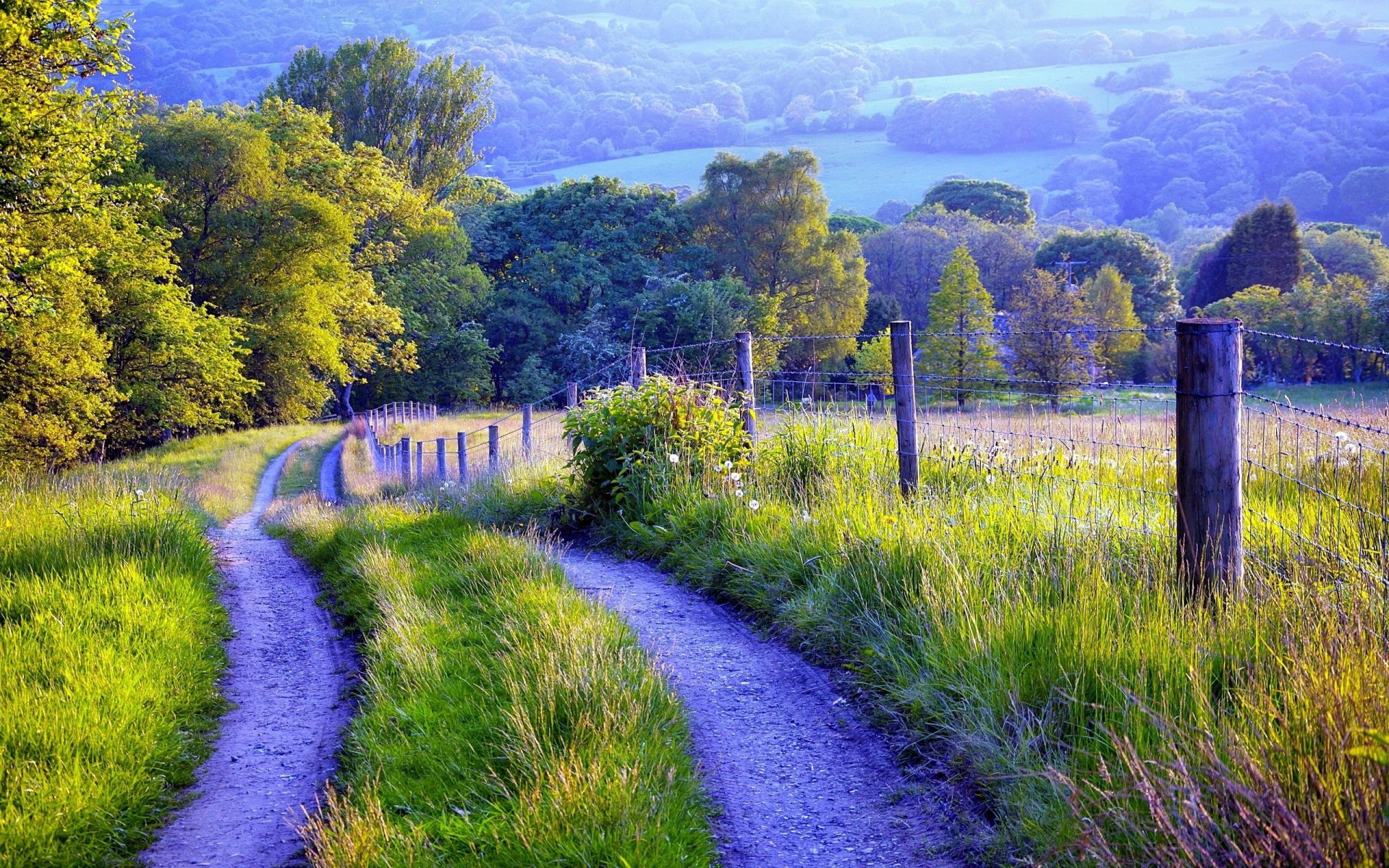 zaun straße gras bäume natur