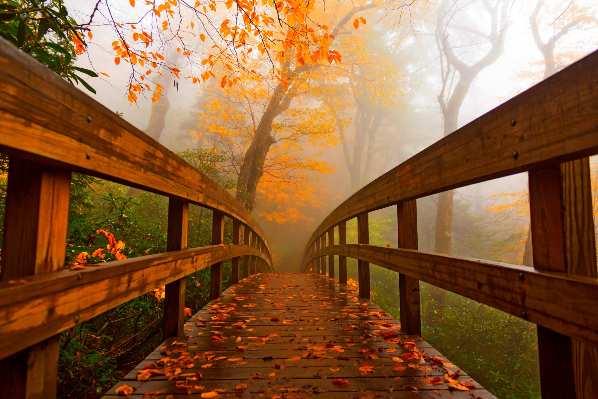 nature forest park trees leaves colorful road autumn fall colors walk