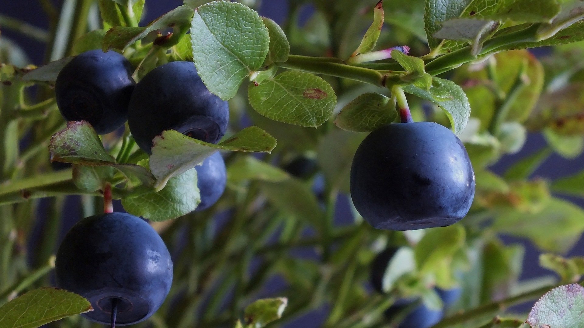 bush branches leaves berries blueberrie