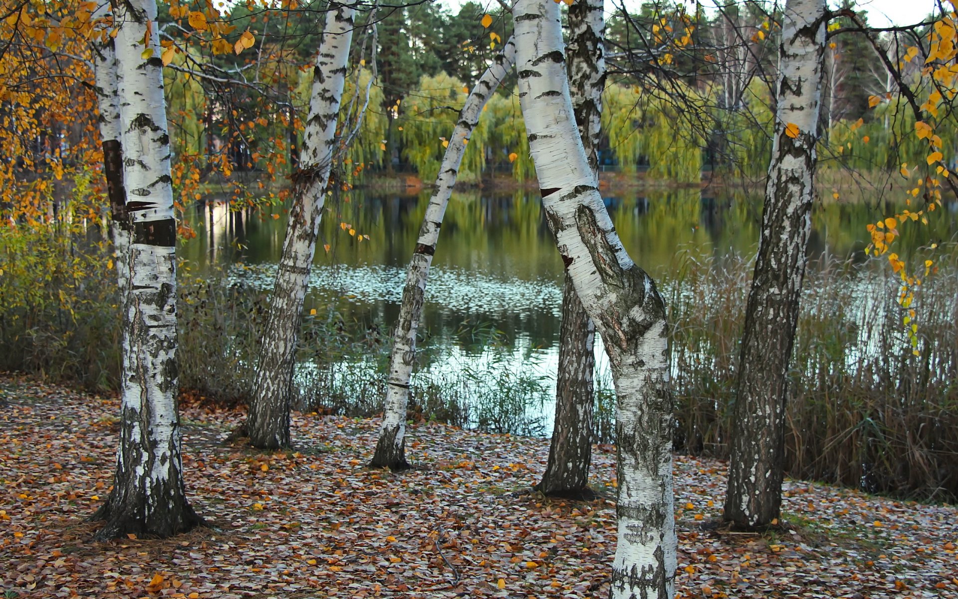 lago natura