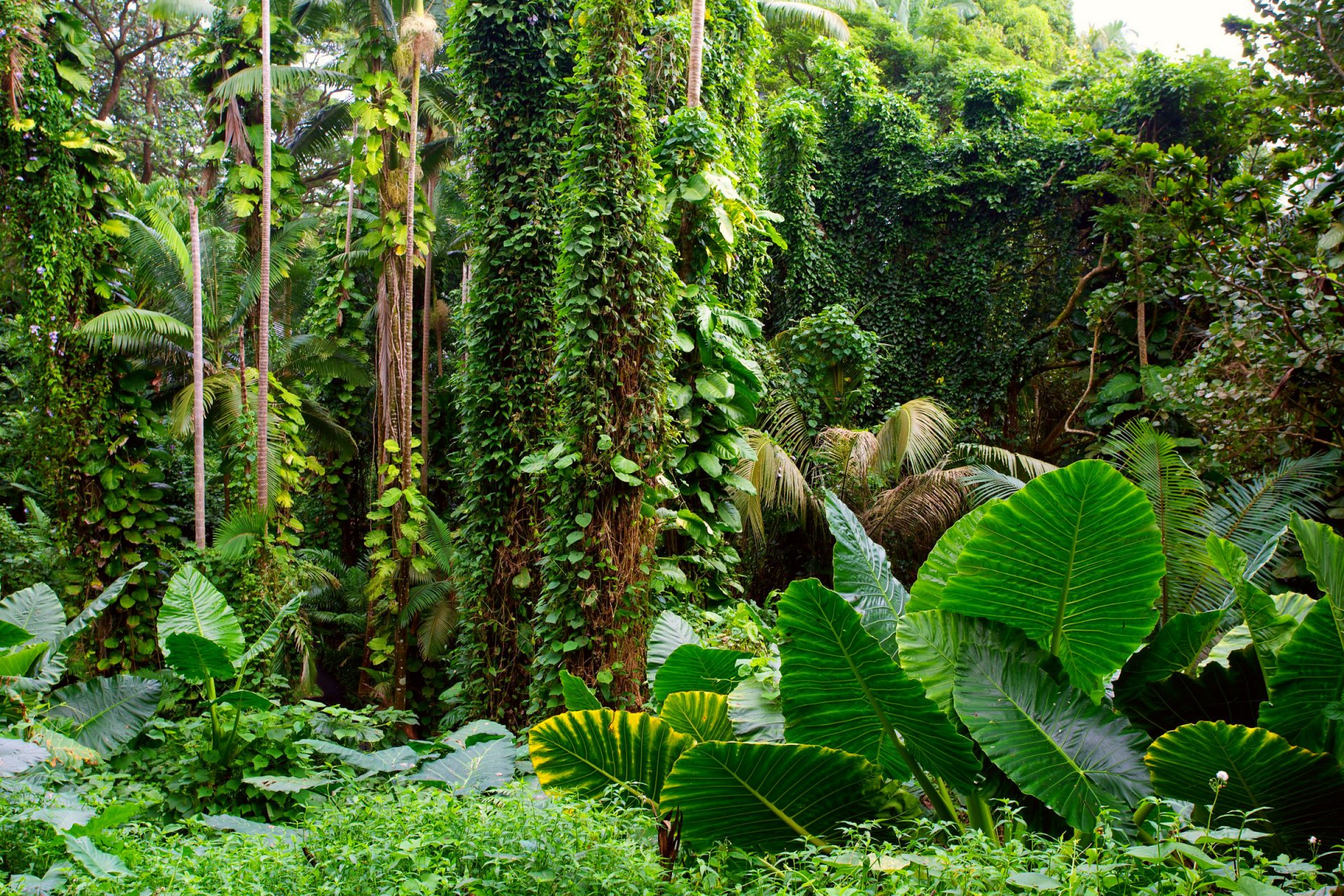 jungle arbres feuillage plantes lianes lumière