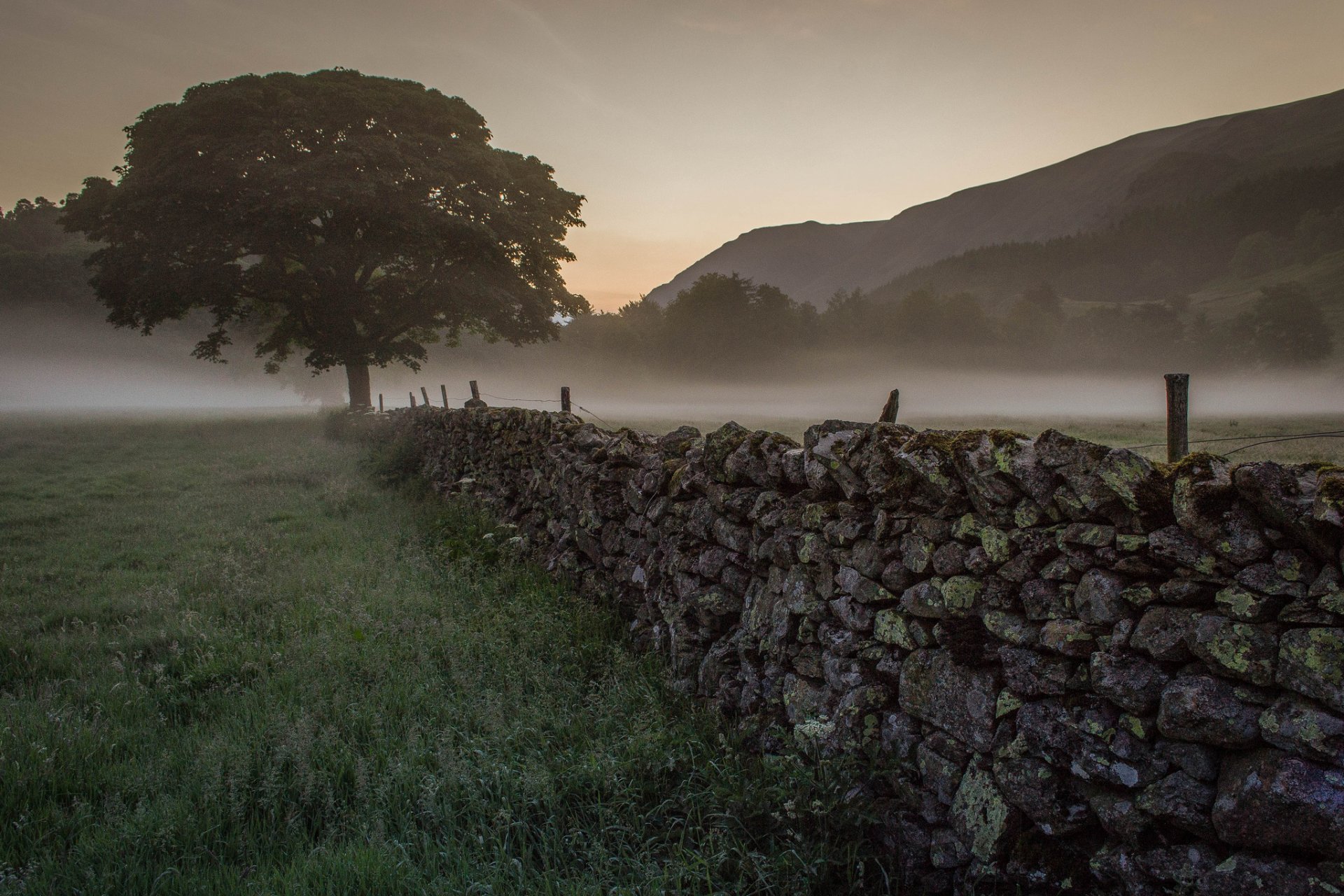 morning dawn tree fence fog