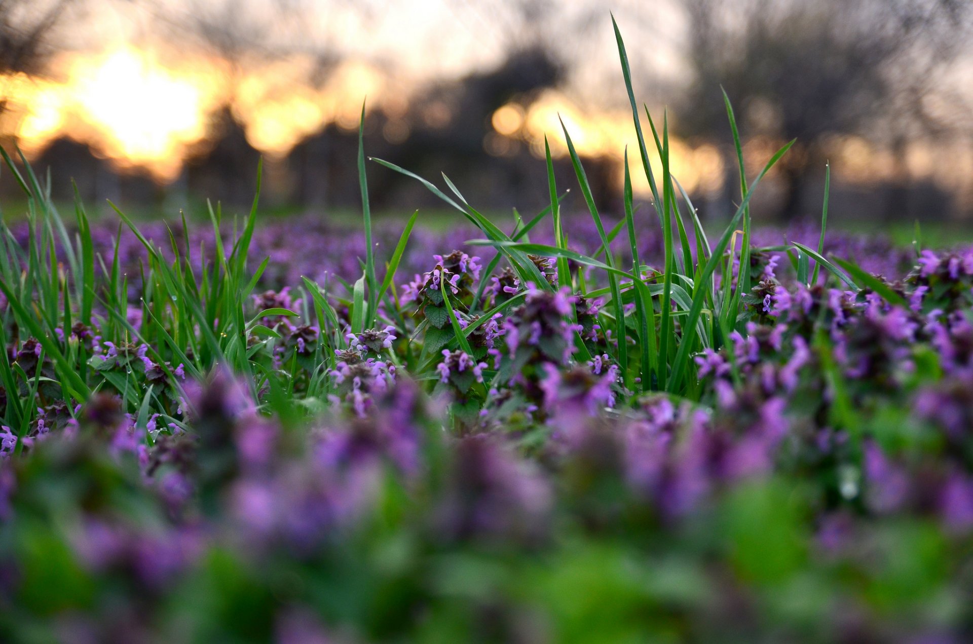 primavera erba fiori sfocatura