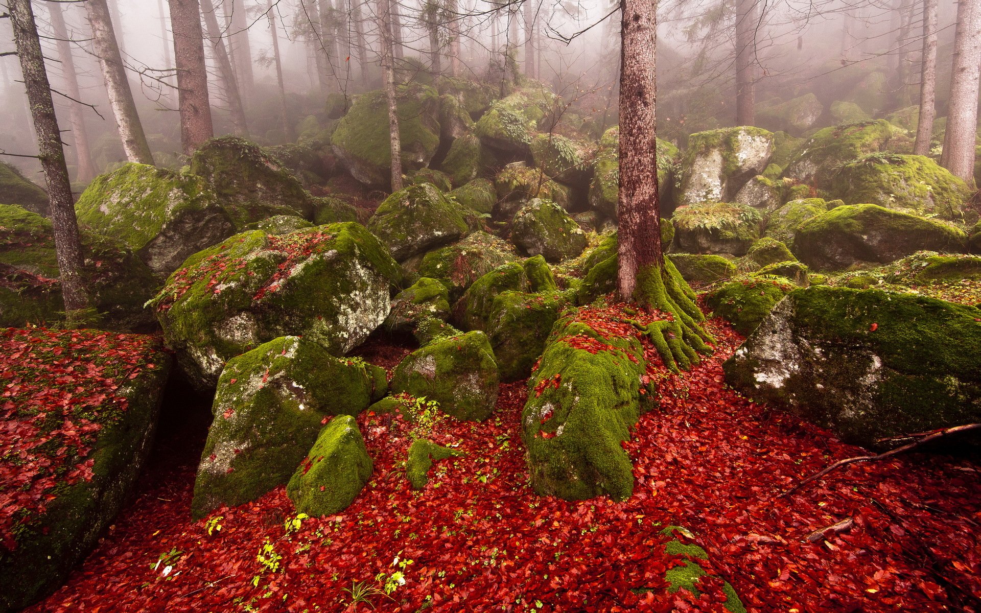 forêt pierres automne brouillard nature