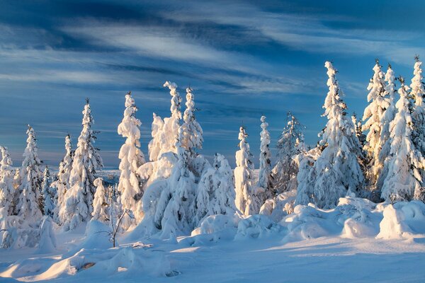 Norweski zimowy zaśnieżony Las