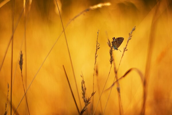 Mariposa en miniatura sobre fondo de hierba