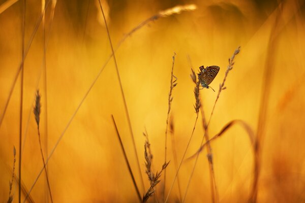 Papillon miniature sur fond d herbe