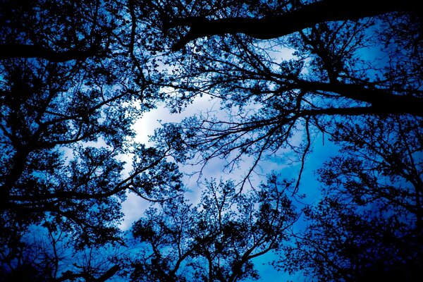 Smaragdgrüner Himmel durch die Äste der Bäume