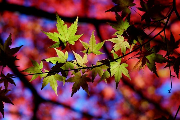 Maple leaves on a branch on a rainbow background