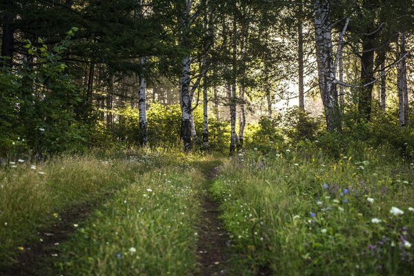 Nebeliger Wald am frühen Morgen