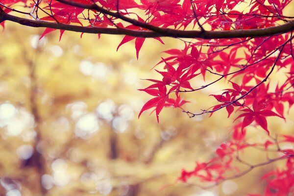 Hermosas hojas rojas cuelgan de una rama de árbol