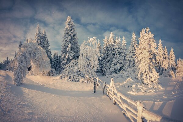 Trees covered with snow. Winter Forest