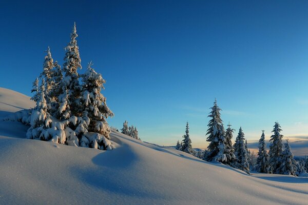 Winter fir trees with snow drifts