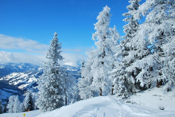 Natur Österreichs im Winter verschneit