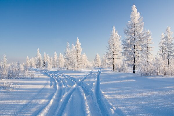 Snow trees in the winter forest