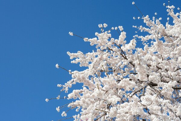 Árbol floreciente contra el cielo azul