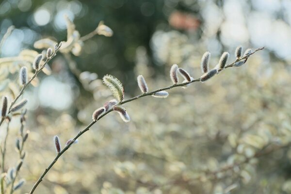 Flowering willow in the sun rays of the sun