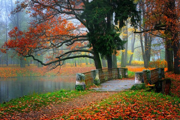 Puente en un parque de otoño salpicado de hojas amarillas