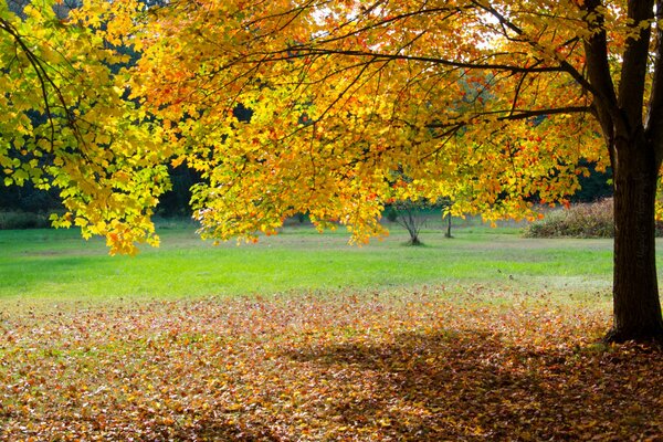 Autumn in the yellow tree park