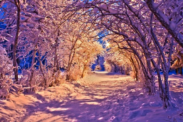 Schneebedeckte Bäume in rosa Tönen