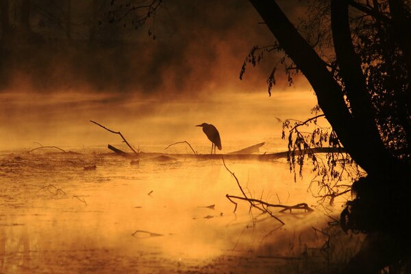 Corbeau noir dans le brouillard du matin