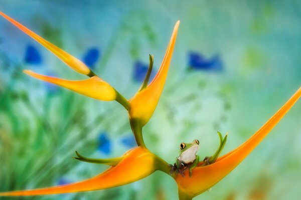 Frog on an orange flower