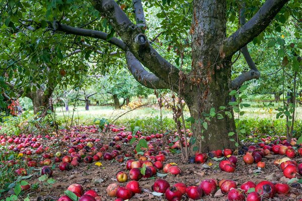 The garden is covered with apples that have fallen from a tree