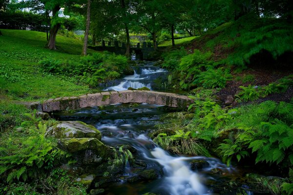 Fiume di montagna che scorre tra la foresta