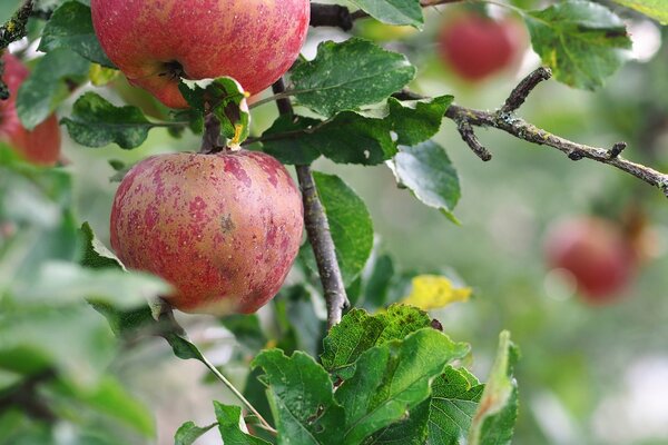 Ripe apples on a branch