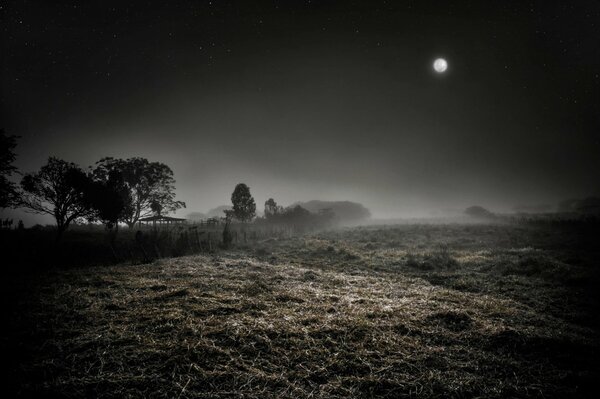 Nachtnebel im weiten Feld