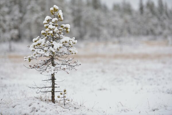 A lonely little pine tree in the snow in winter