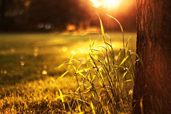 Gras vor dem Hintergrund eines hellen Sonnenuntergangs