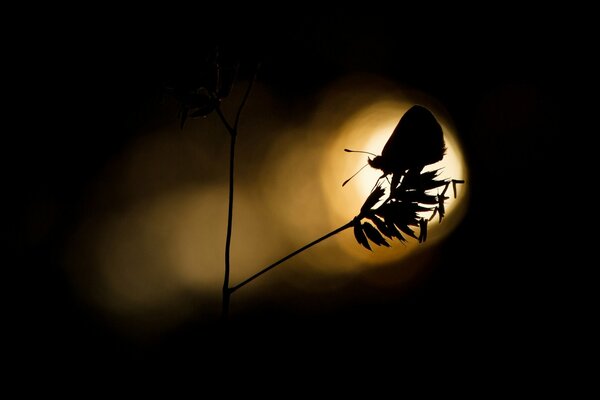 Silhouette of a butterfly flying into the light