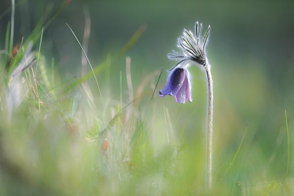 Purple flower in blurred grass