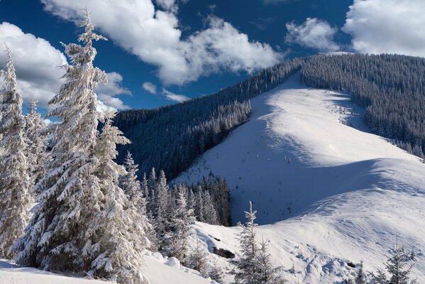 The slope of a snow-covered mountain overgrown with fir trees