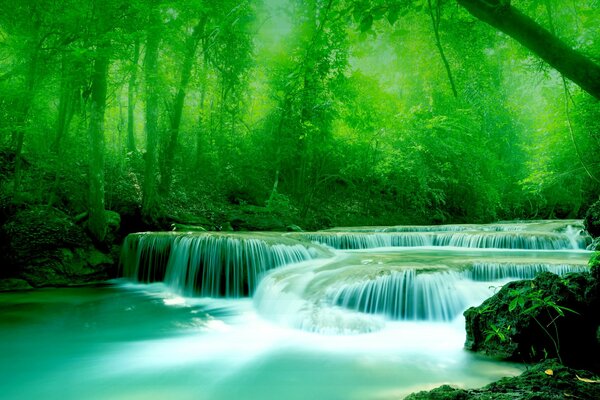 Bosque verde y hermoso arroyo