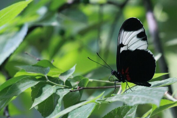 Schwarzer Schmetterling, der auf einem Ast sitzt