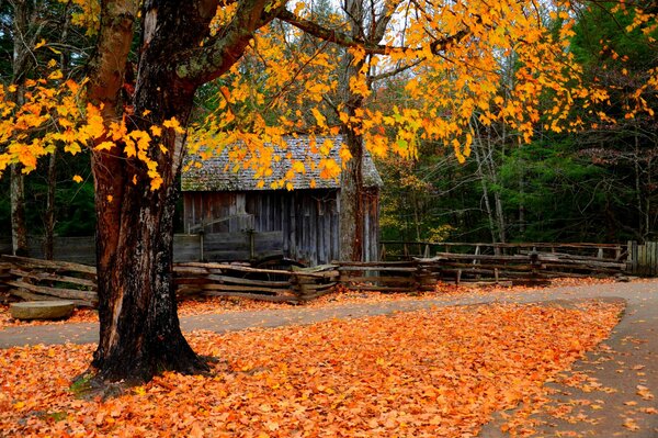 Herbstliche Landschaft. Gefallene Blätter unter dem Baum. Natur im Herbst