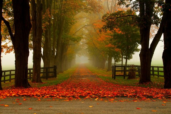 Herbstpark mit roten gefallenen Blättern