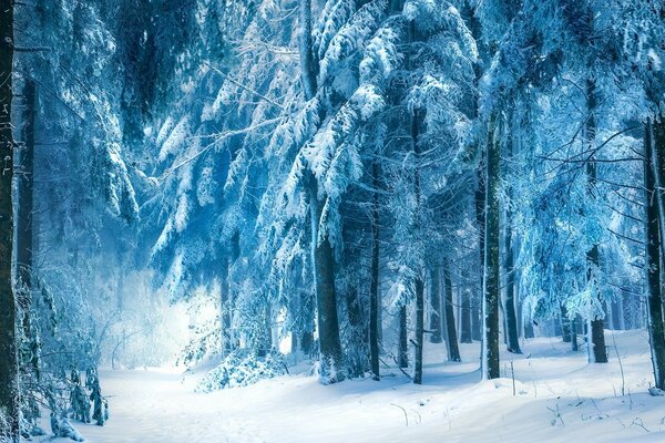 Zimowy krajobraz. Las w śniegu