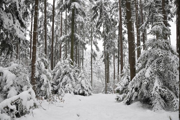 Porośnięty śniegiem las w zaspach