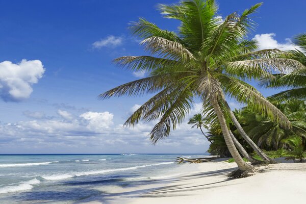 Tropical coast near the ocean