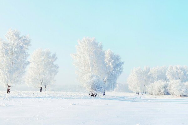 Árboles cubiertos de nieve y derivas