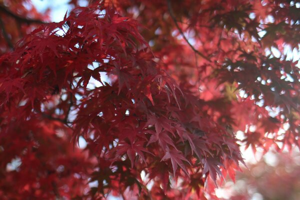 Rote Ahornblätter auf dem Baum Makrounschärfe