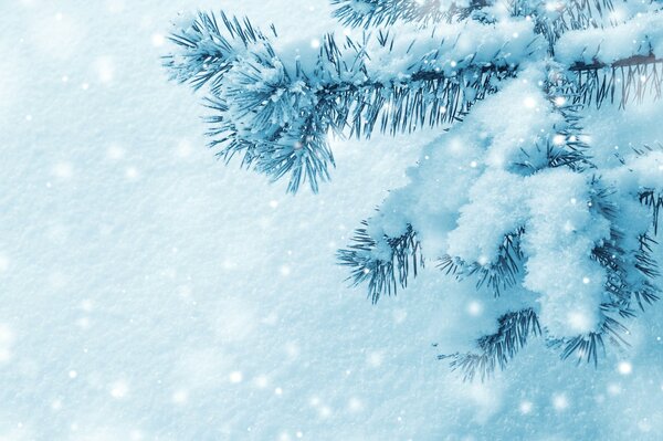 Ramo di abete rosso blu nella neve