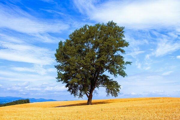 A tree standing alone in a field