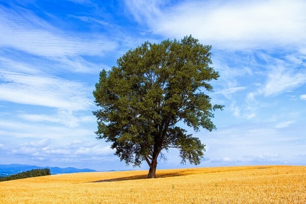 Samotne stojące drzewo na polu