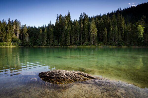 Swimming in a mountain river with a view of ancient pine trees