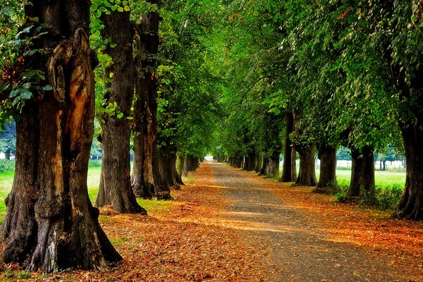 A walk in the autumn park in the afternoon