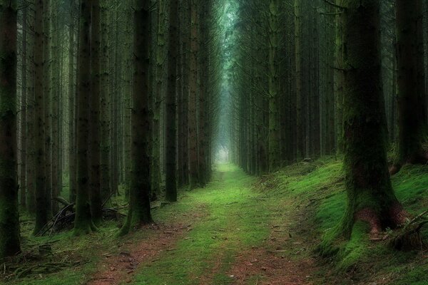 The road in the ghostly mast forest